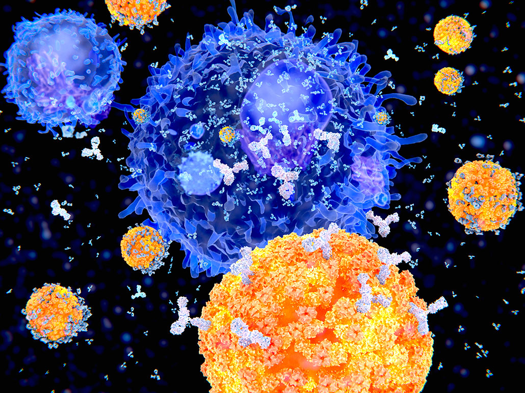 سلول های B و آنتی بادی هایی که آزاد میکنند برای تخریب یک ویروس در سیستم ایمنی (دفاعی) بدن