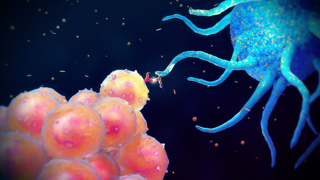 در سیستم ایمنی (دفاعی) بدن سلول‌های دندریتیک (آبی) تکه‌هایی از میکروب‌های جویده شده را به سلول‌های B (صورتی) عرضه می‌کنند، تا آن سلول‌های B بتوانند مهاجمان را بشناسند و شاید آنتی‌ بادی‌ هایی برای شکار مهاجمان بیشتری تولید کنند.
