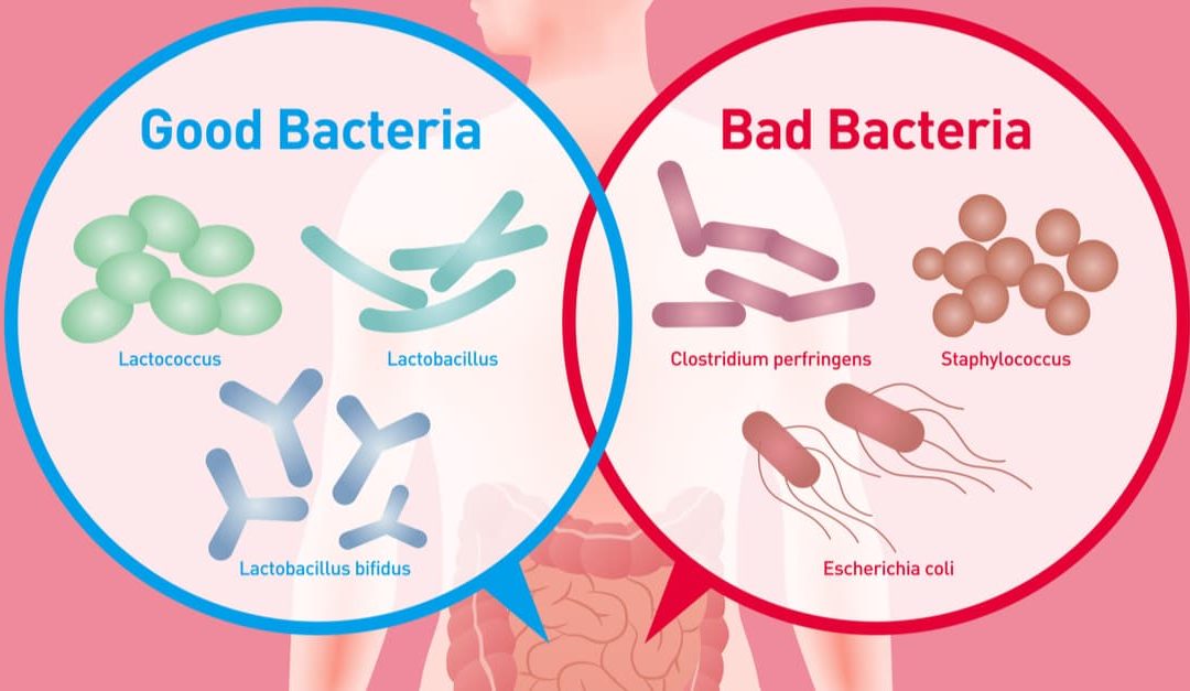 باکتری های بدن شامل دو نوع باکتری های مفید (پروبیوتیک ها) و باکتری های مضر هستند-مقالات علمی/فروشگاه مسترآزما
